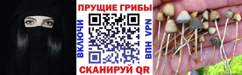 Псилоцибиновые грибы прущие грибы Шали